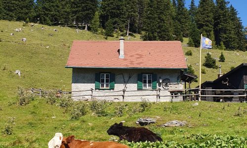 Sonnwendstein Schoberhütte am Sonnwendstein mit liebender Kuh auf der Weide im Vordergrund