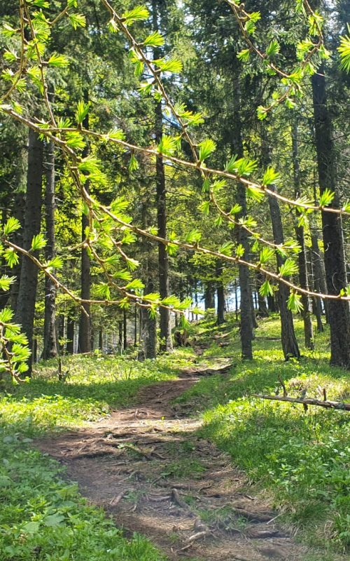 Waldstück am Weg auf den Sonnwendstein