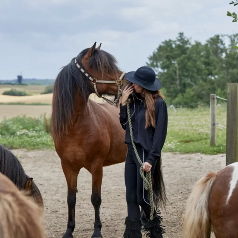 Naturterapi blandt heste