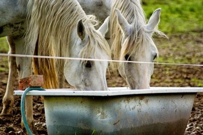 Hester drikker vann fra badekar