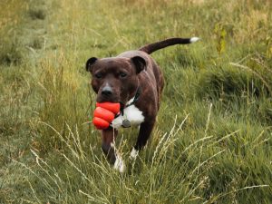 Hundeleker. Bildet viser hund med kong