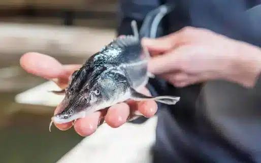 Stoeren-bruges-til-at-lave-caviar-af Størens bruges til caviar