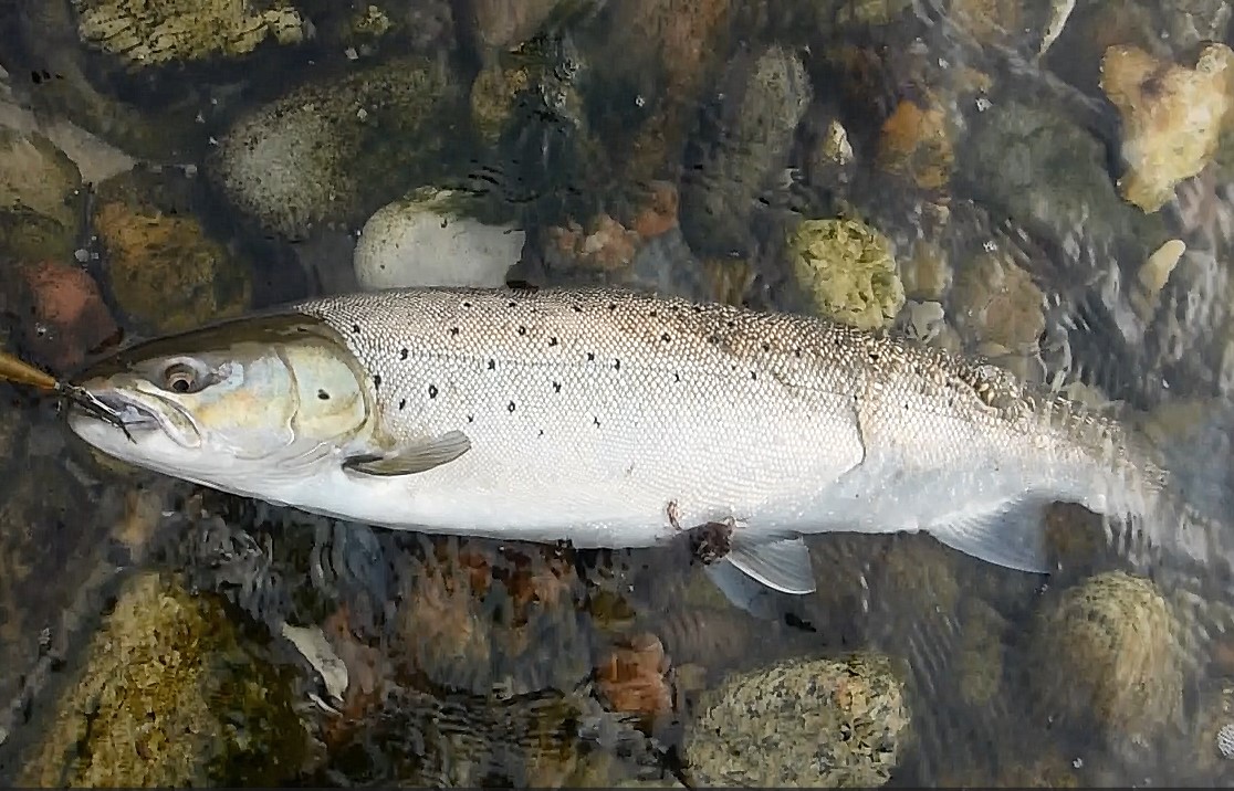 Fiskevideo fra Arnager med havørred.