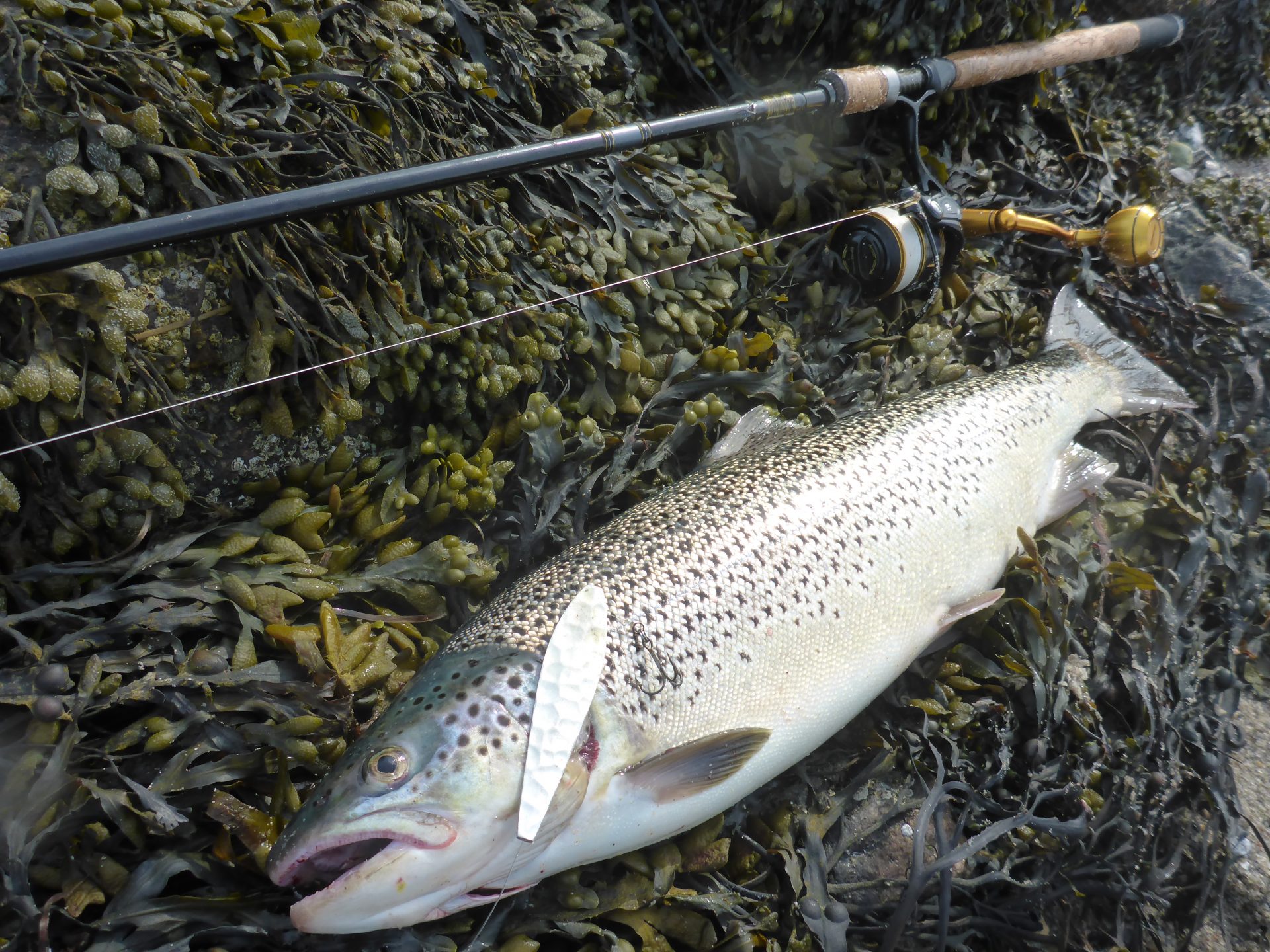 Havørreden er den perfekte fisk