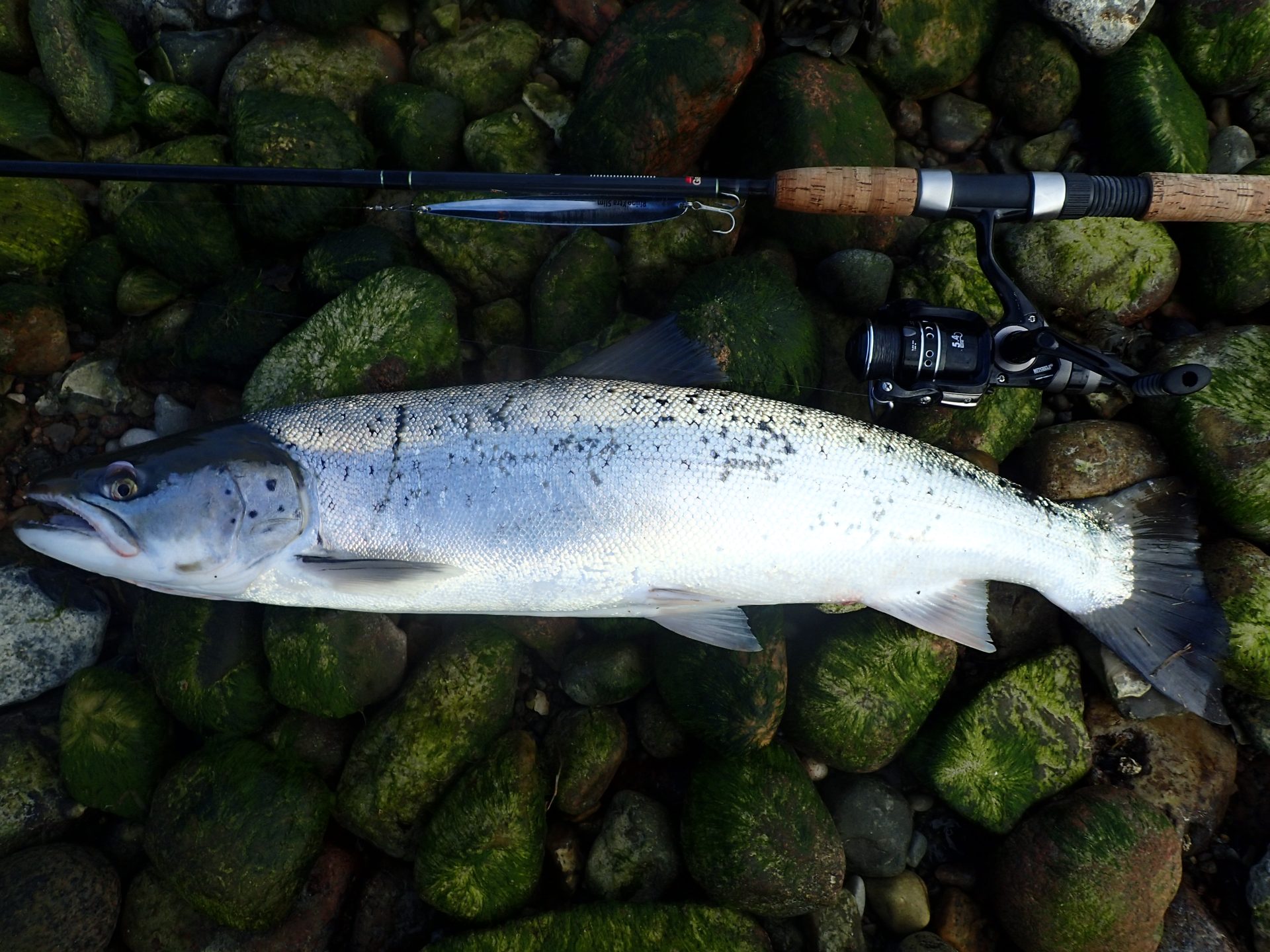 Lystfiskeri på Fyn. Her kan du læse om mulighederne på Fyn. Hvor kan jeg fange fisk, hvad kan jeg fange på Fyn og hvornår er det bedst at fiske?