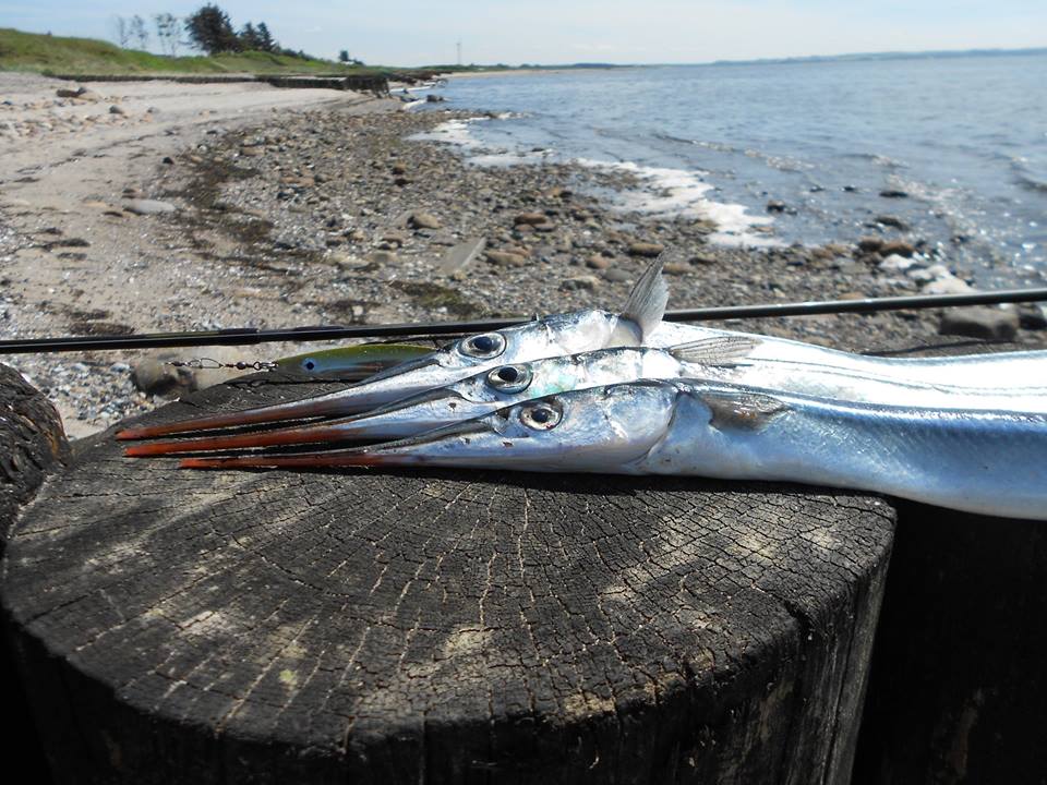 Hornfisk kan fanges af alle alle steder i Danmark. Fang Hornfisk i sommerhavlvåret.