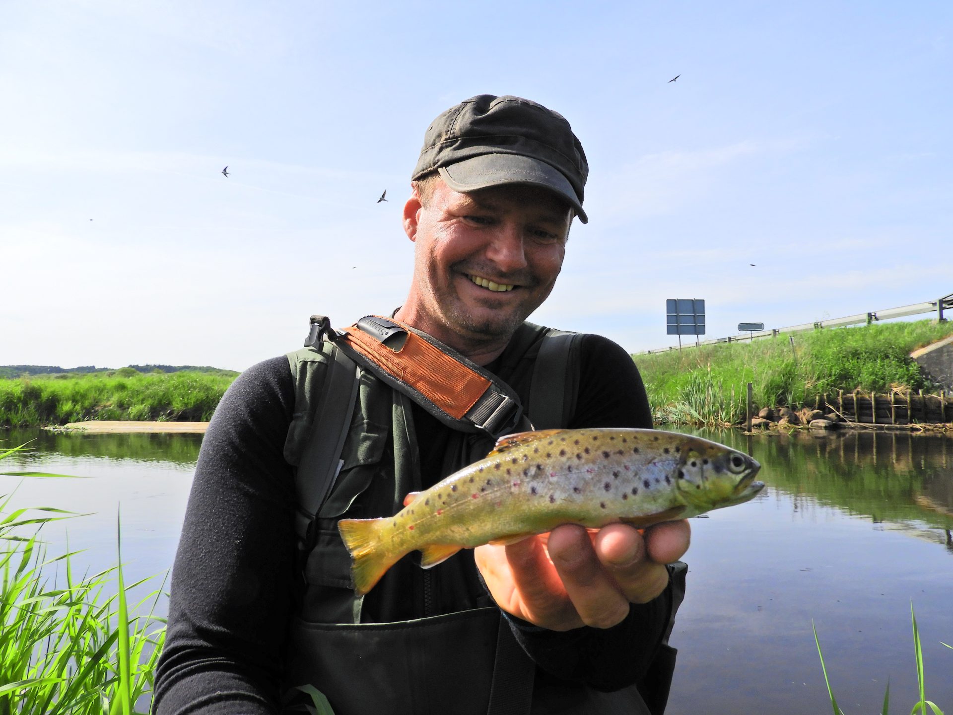En bækørred fra Skals Å