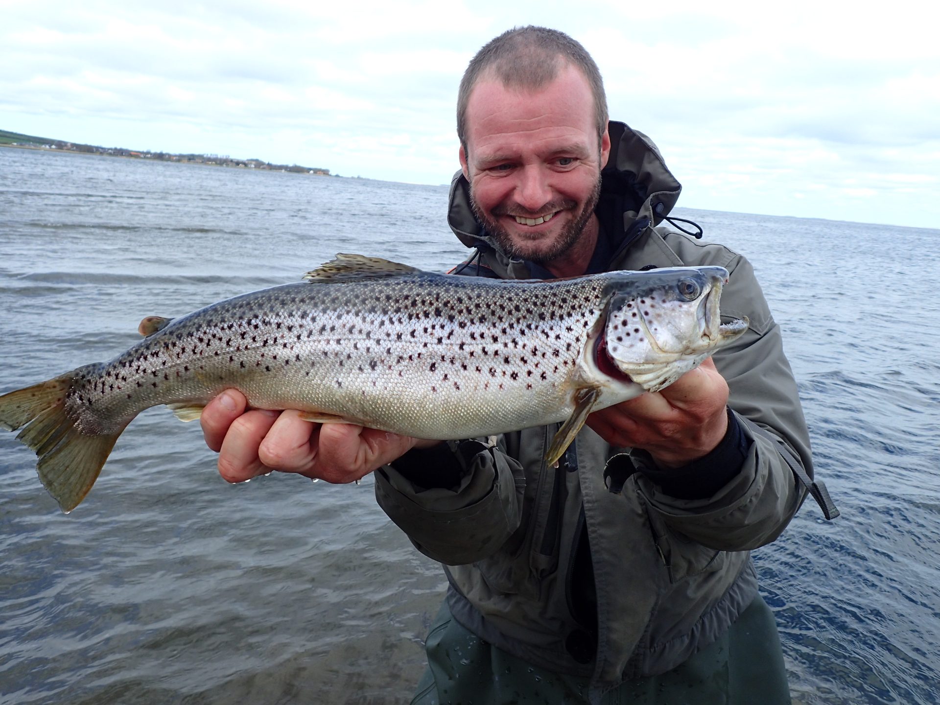 En havørred fanget under lystfiskeri ved Sebbersund.