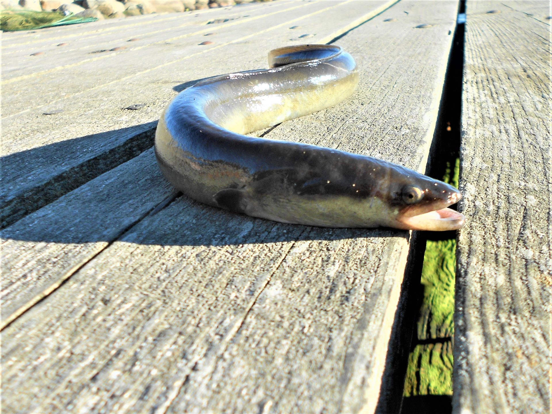 Dyrk lystfiskeri efter ål i Mariager Fjord.