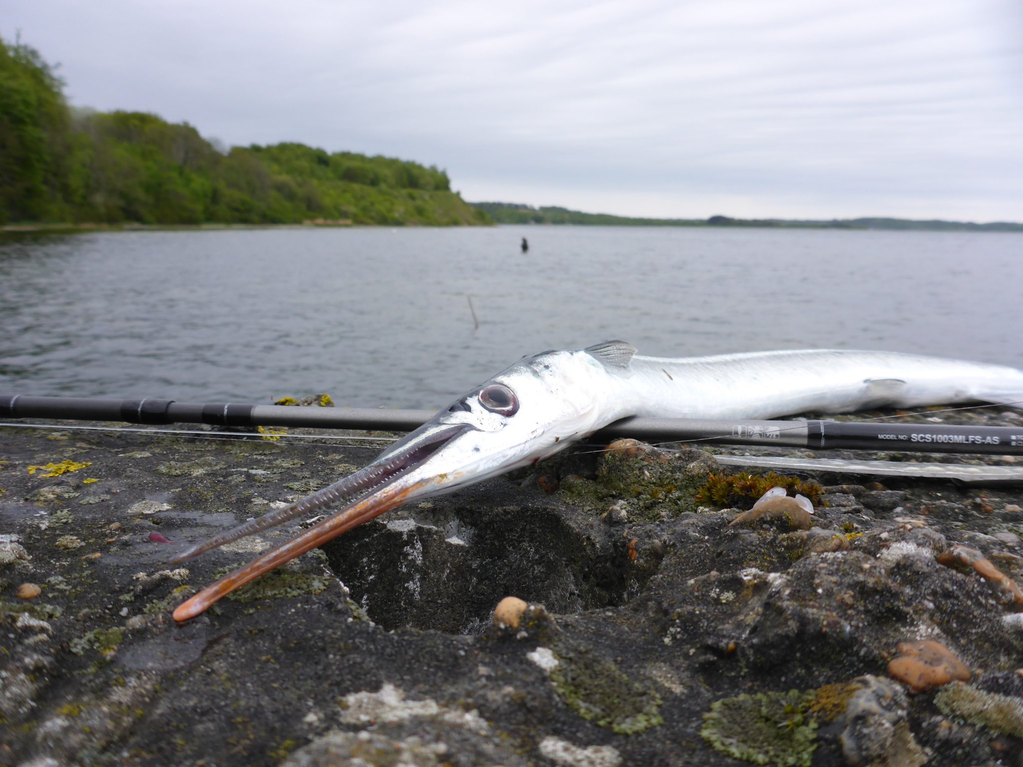 Lystfiskeri efter hornfisk i Mariager Fjord.