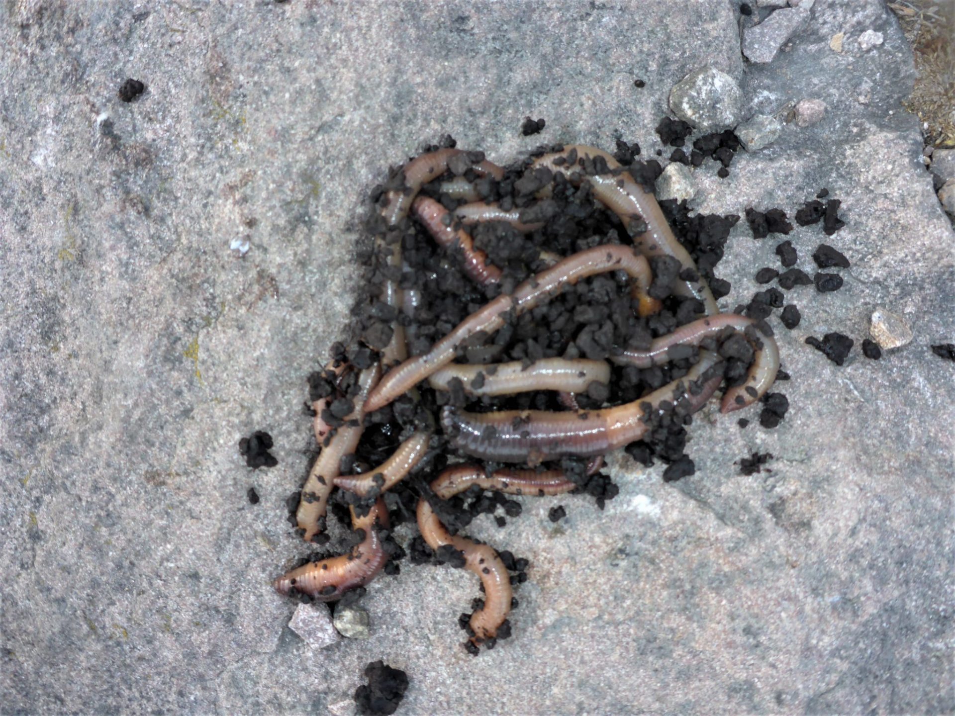 Lystfiskeri i Randers Fjord efter ål