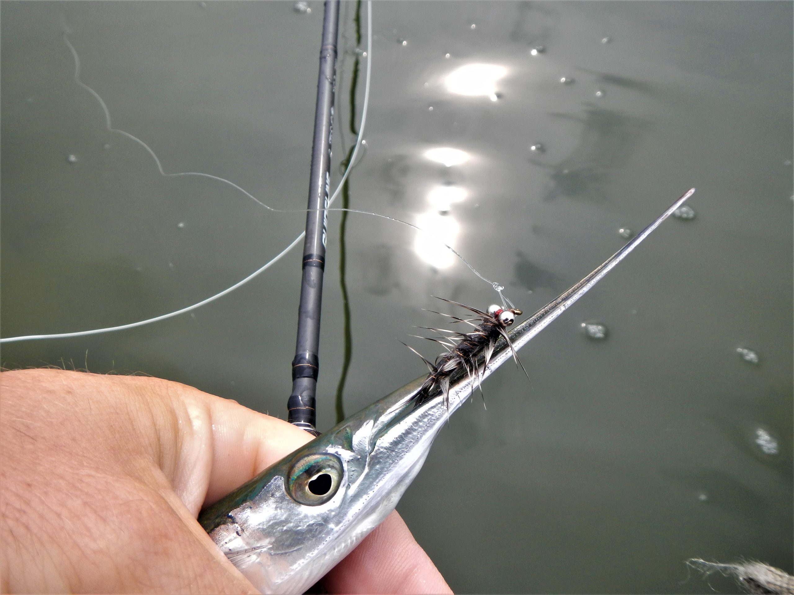 Lystfiskeri efter hornfisk i Randers Fjord