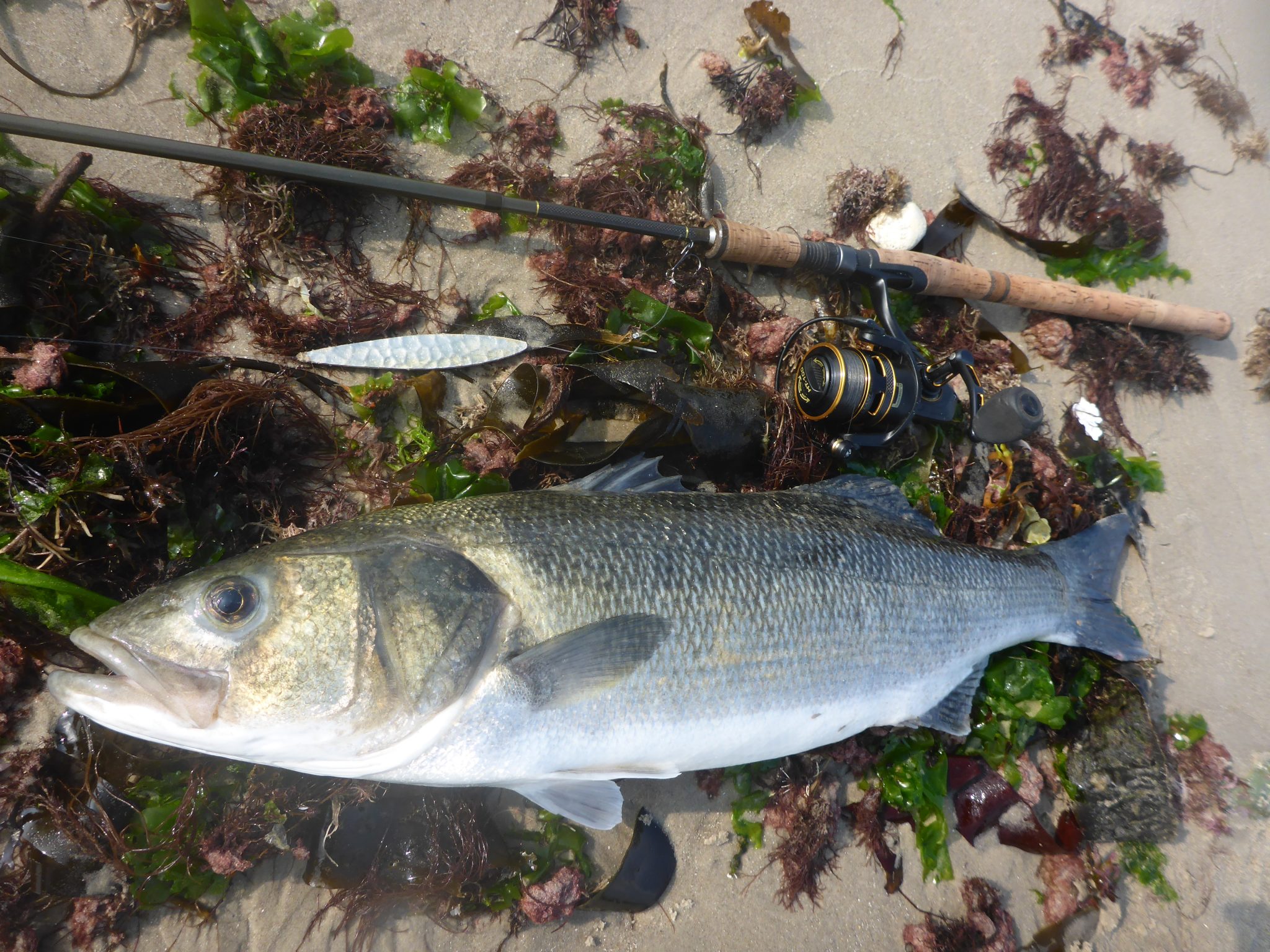 Lystfiskeri efter havbars nær Skagen bliver mere og mere populært.