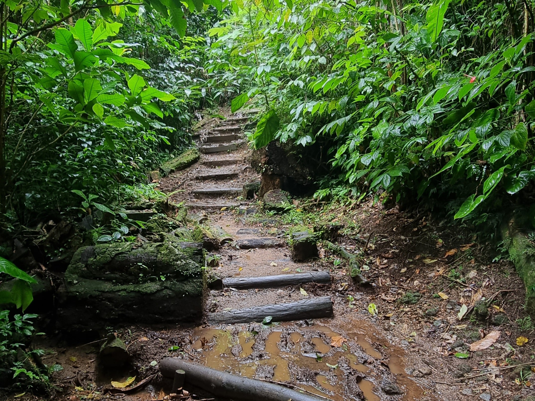 A lot of stairs on the trail
