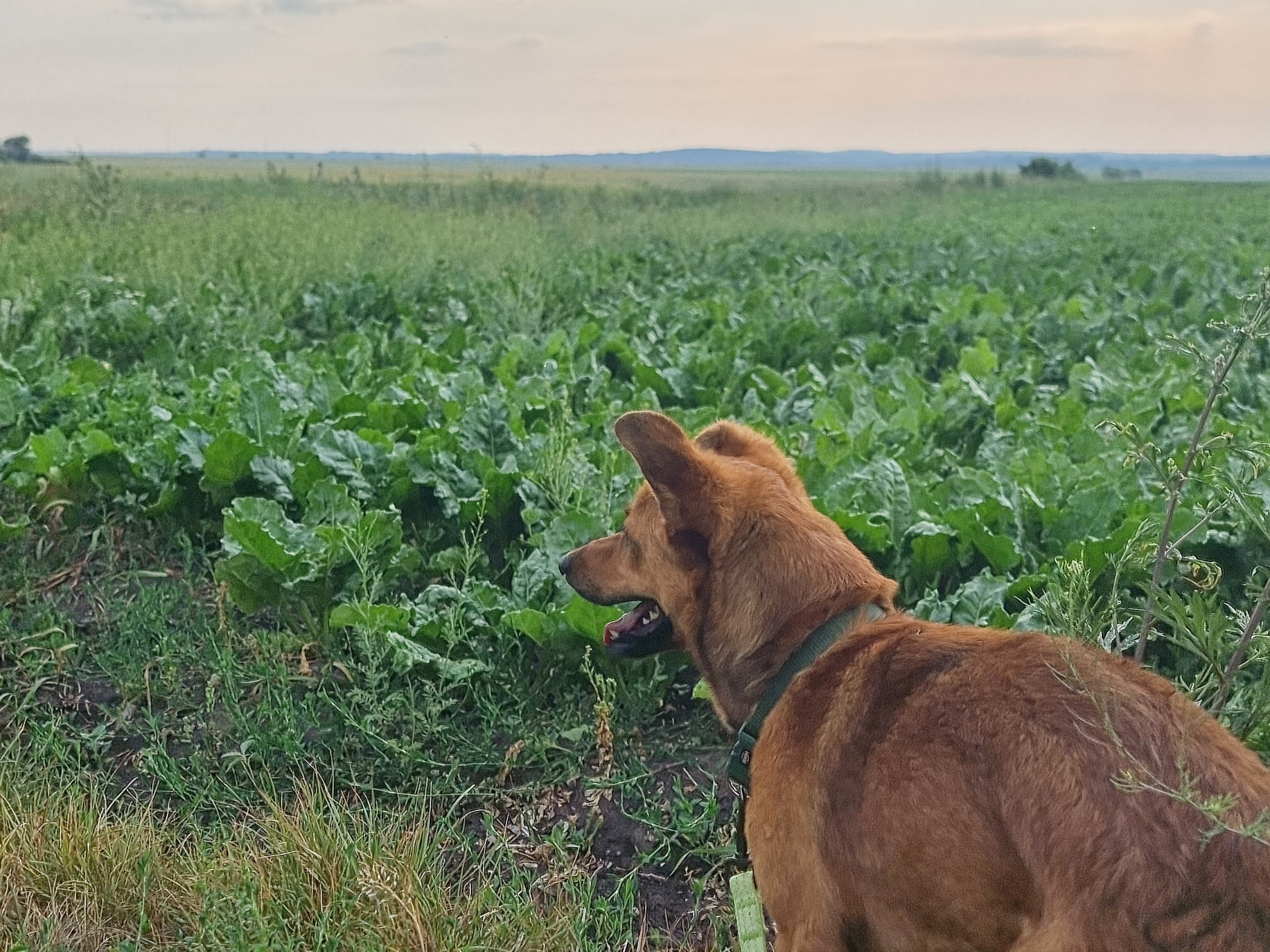 Archie in the field