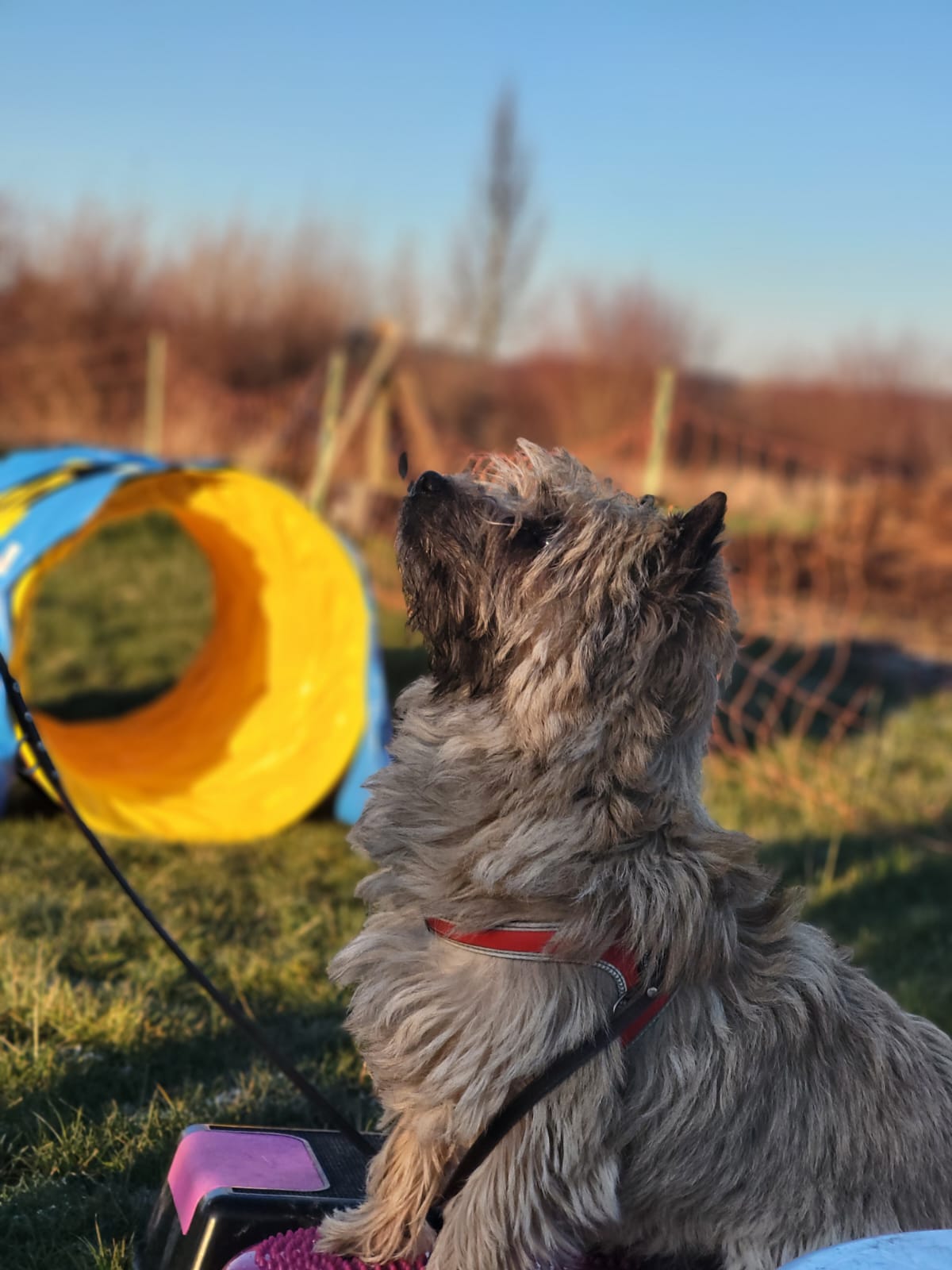 Maatwerk voor uw hond, de hondenschool voor Driel, Elst, Heteren en omstreken.