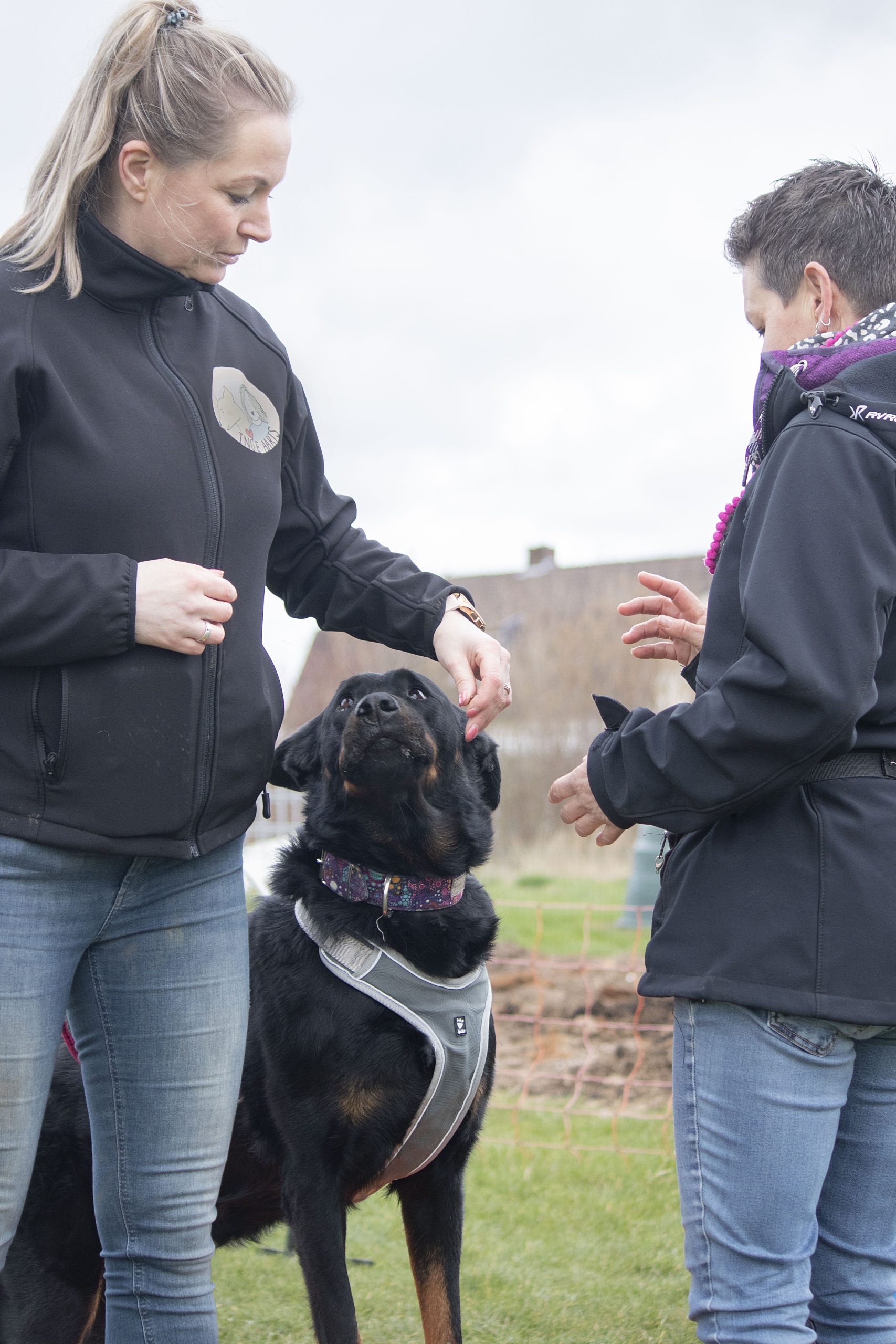 Maatwerk voor uw hond, de hondenschool voor Driel, Elst, Heteren en omstreken.