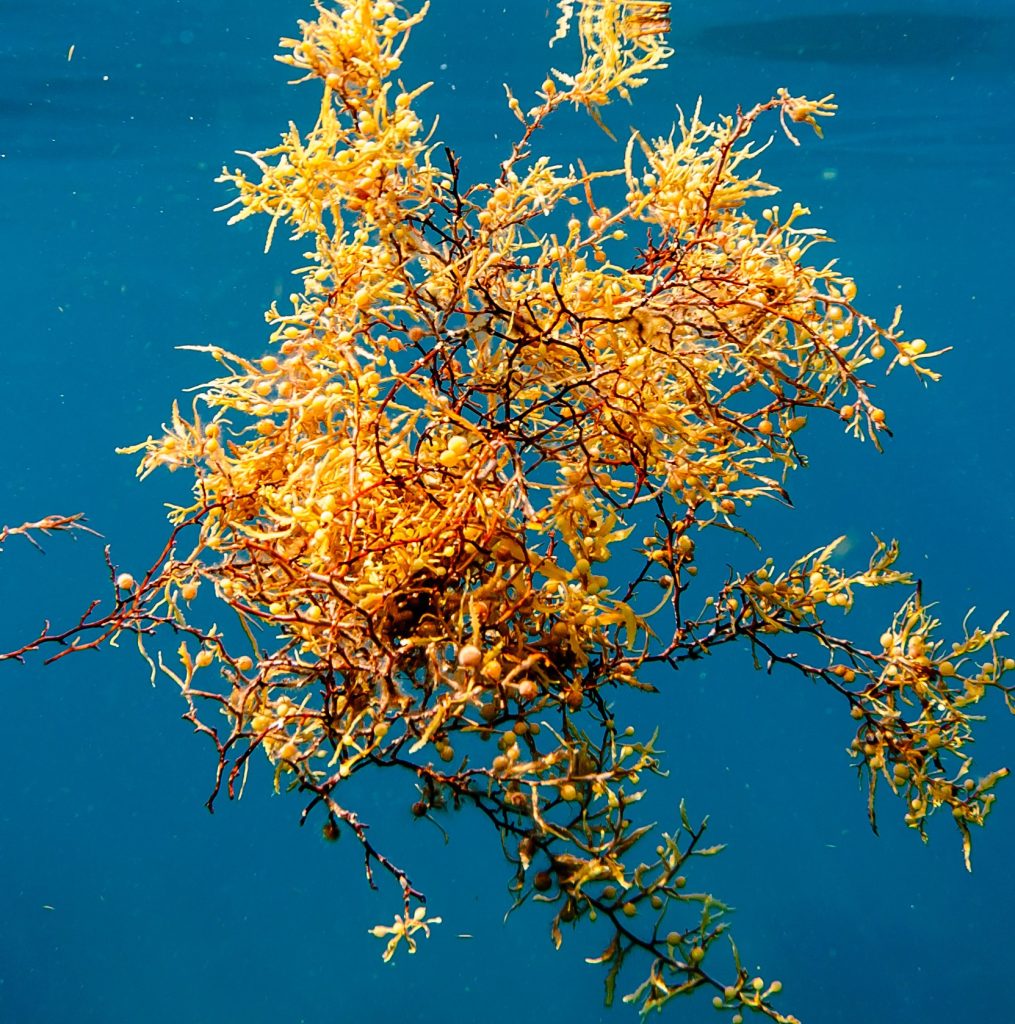 A piece of Sargassum floating in the ocean