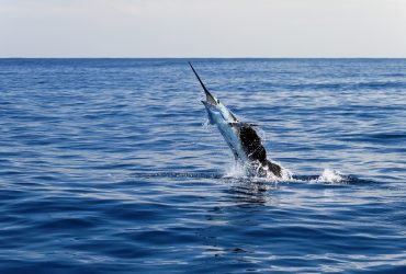 Blue Marlin, Big Game Fishing