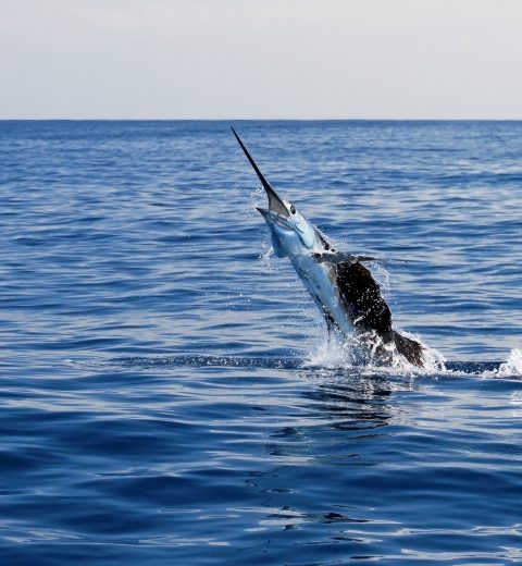 Blue Marlin, Big Game Fishing