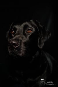 Labrador 1