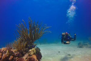 Mahahual_Ecotours_diving_lesson