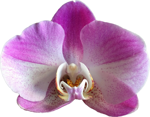 Mahahual_Ecotours_orchid_header