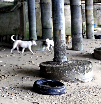 Hunde under Pattayas Walking Street