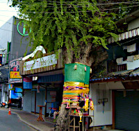 Walking Street træet, Pattaya