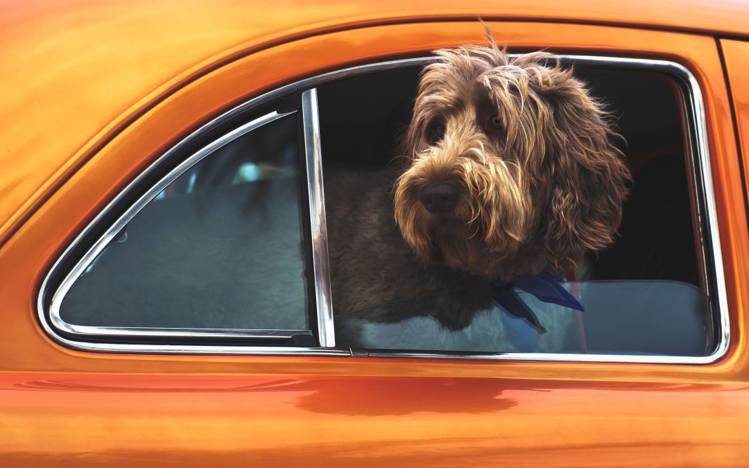 The Perfect Dog-Friendly Yorkshire Getaway