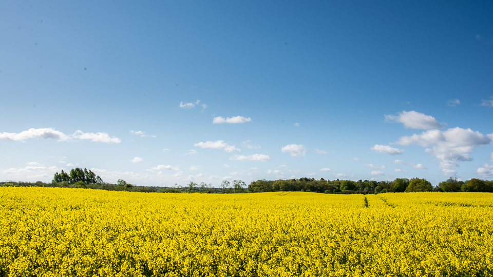 Rapeseed field in full bloom.