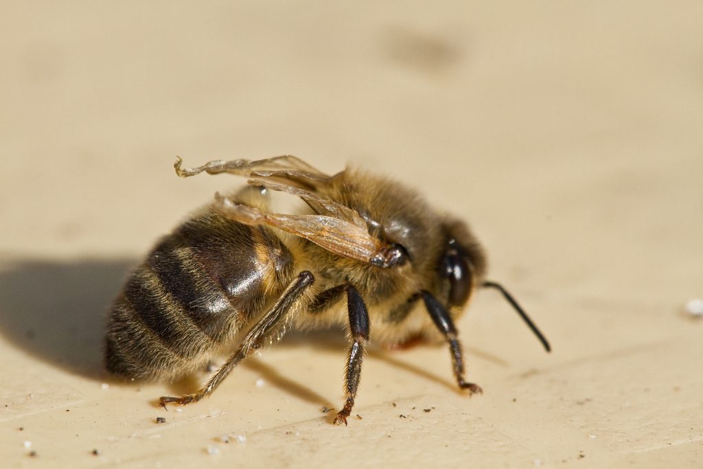 Deformed wing virus