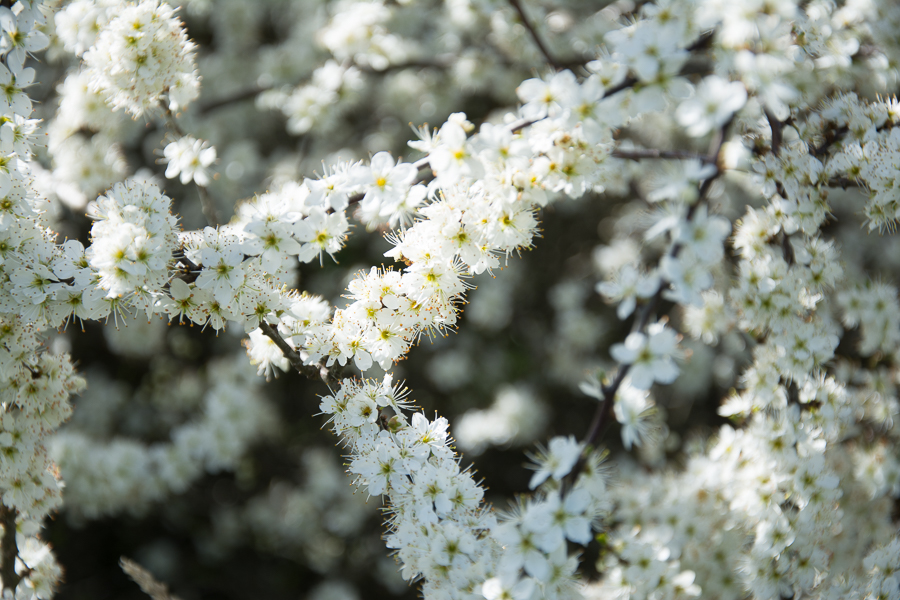 Slåbärsblommor. Fotograf Mats Andersson. Stenhamra, Färingsö, Ekerö. www.bubbelbubbel.se