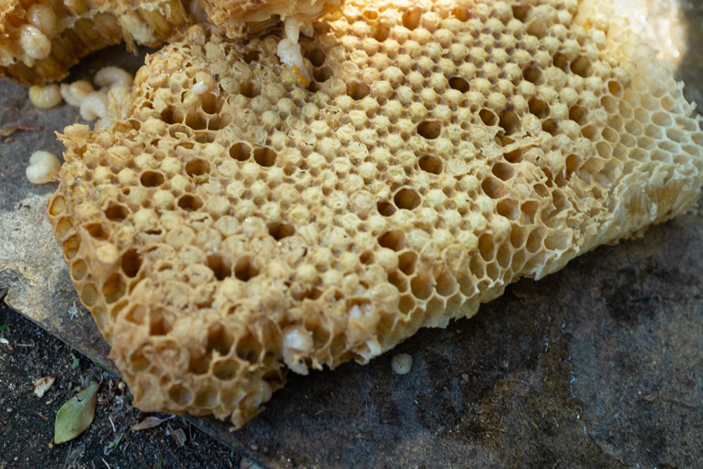 Drone wax. Beekeeping