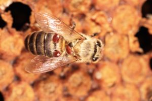 Varroa on bee