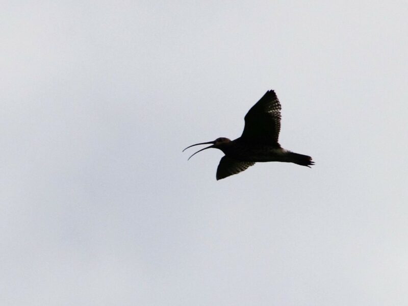 Curlews’ Return Feb 23rd ’23