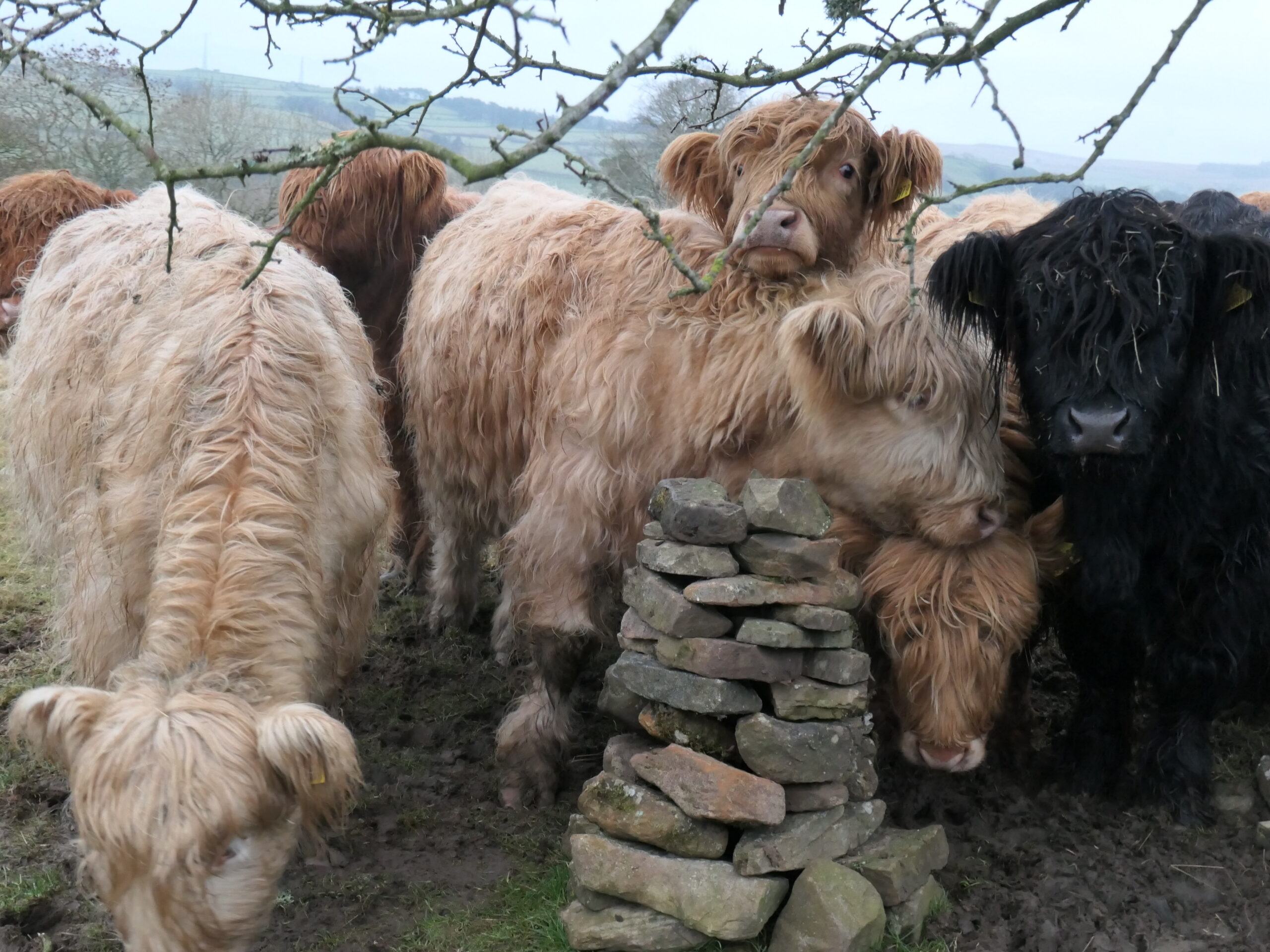 The Cairn and the Cows – Jan 2nd ’23