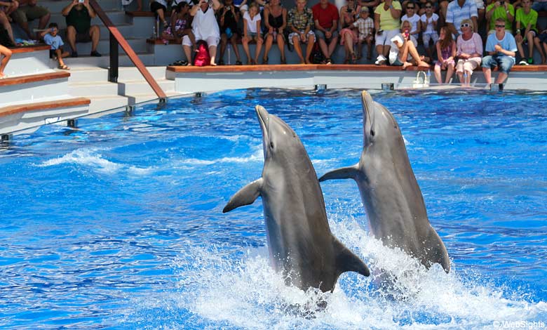 Marineland delfinshow