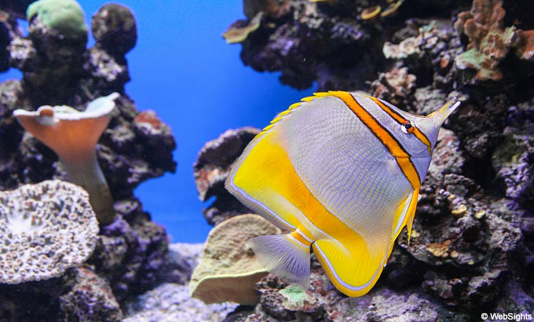 Palma Aquarium Fisch