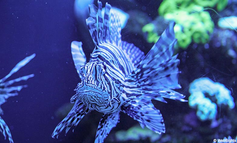 Palma Aquarium komischer Fisch