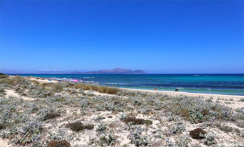 Platja de na Patana er en smuk naturstrand i Alcudiabugten