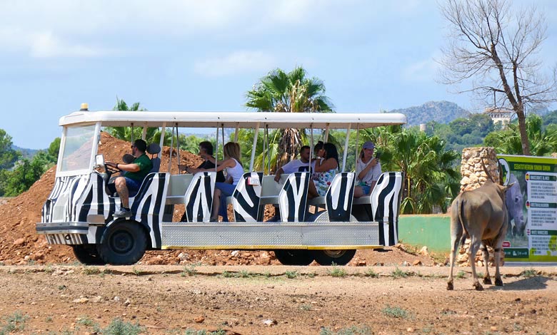 safari zoo mallorca bus