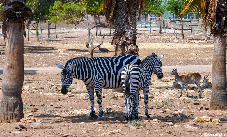 Safari Zoo zebra's
