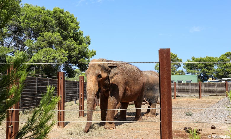 Safari Zoo elefanter