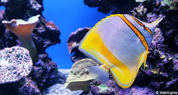 Palma Aquarium fisk