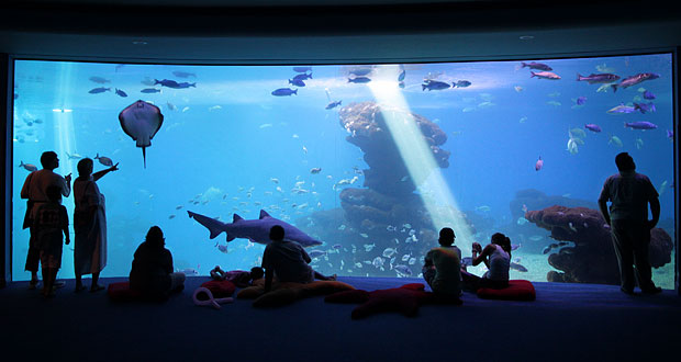 Palma Aquarium hai