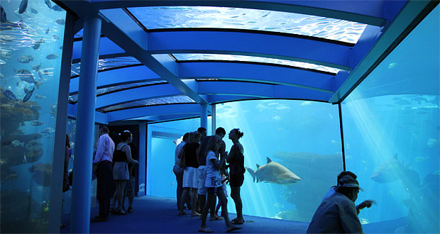 Palma Aquarium tunnel