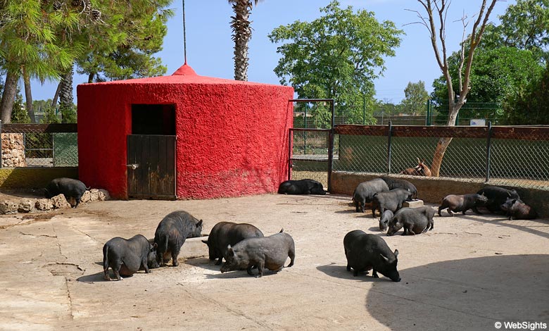 Svarta grisar i Safari Zoo