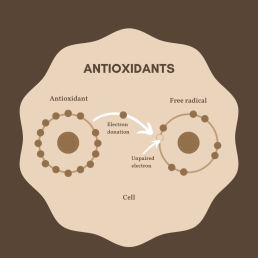 Electron donation from antioxidant to free radical