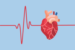 Cardiovascular system, heart rate an blood pressure